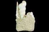 Fossil Gastropod (Haustator) Cluster - Damery, France #86576-2